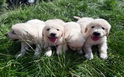 Golden Retriever dogs for sale: 1 LEFT *Ready to Go* Golden Retriever puppies 🐾 - Image 7