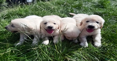 Golden Retriever dogs - Advert 2