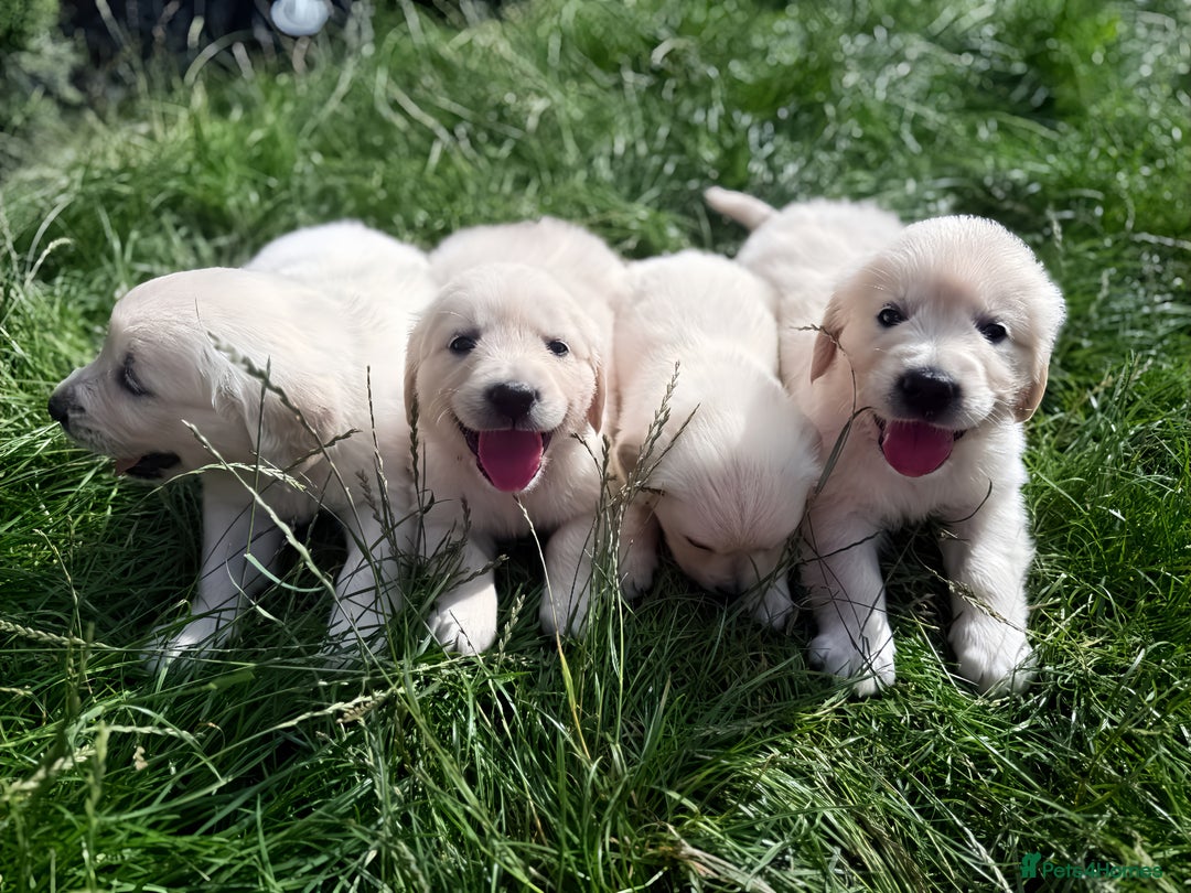 Golden Retriever dogs for sale: 1 LEFT *Ready to Go* Golden Retriever puppies 🐾 - Image 7