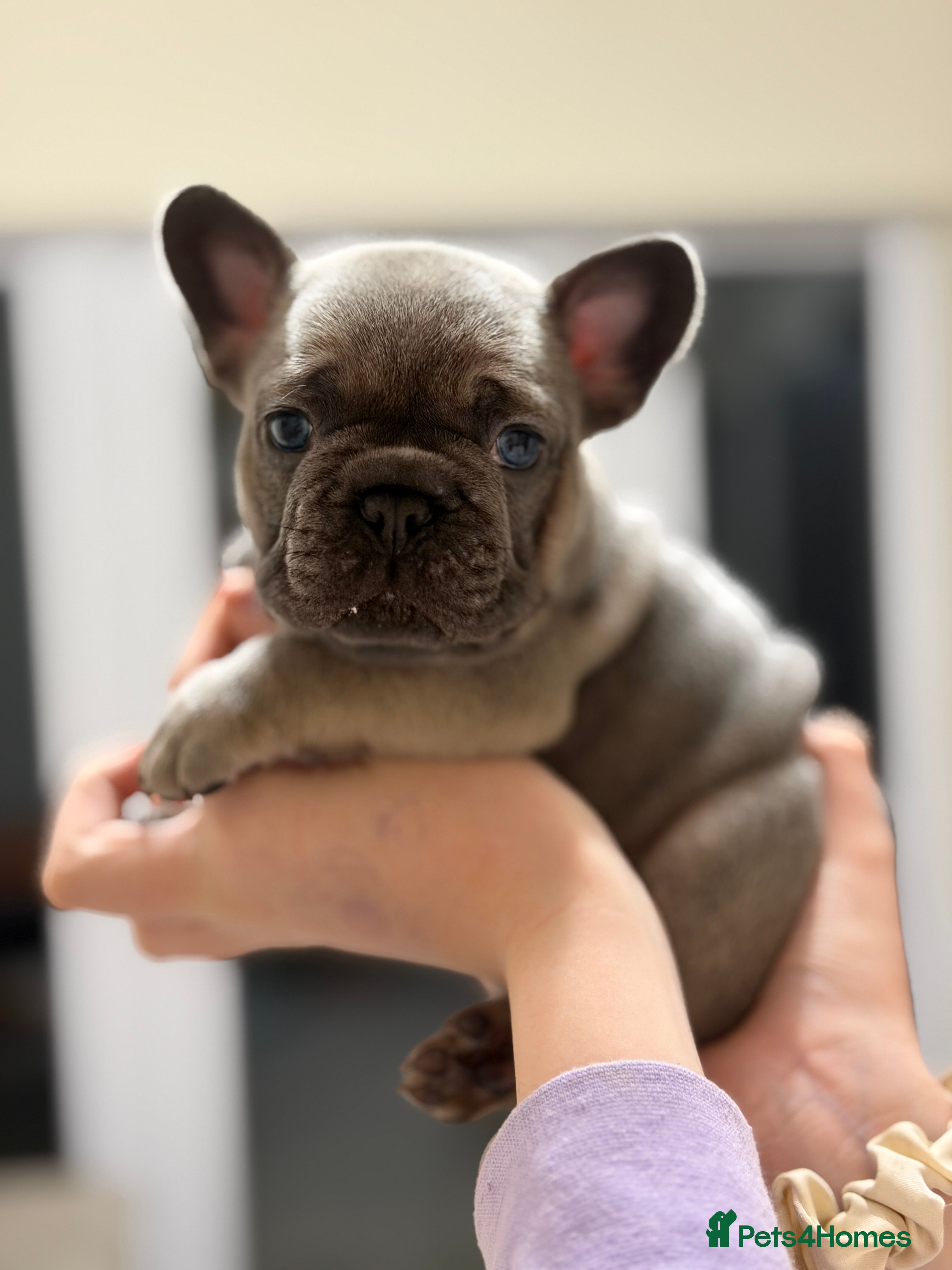 French Bulldog dogs 4 Puppies Available for Reservation - Advert 17