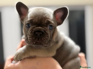 French Bulldog dogs 4 Puppies Available for Reservation - Advert 6