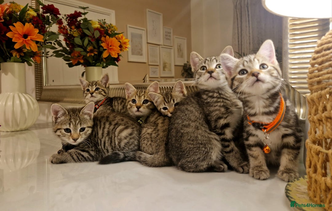 Mixed Breed cats for sale: Adorable kittens in London(SE18)😻❤️😻 - Advert 14