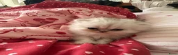Persian cats for sale: Adorable Silver tipped Persian Boy  in Porthcawl - Advert 19