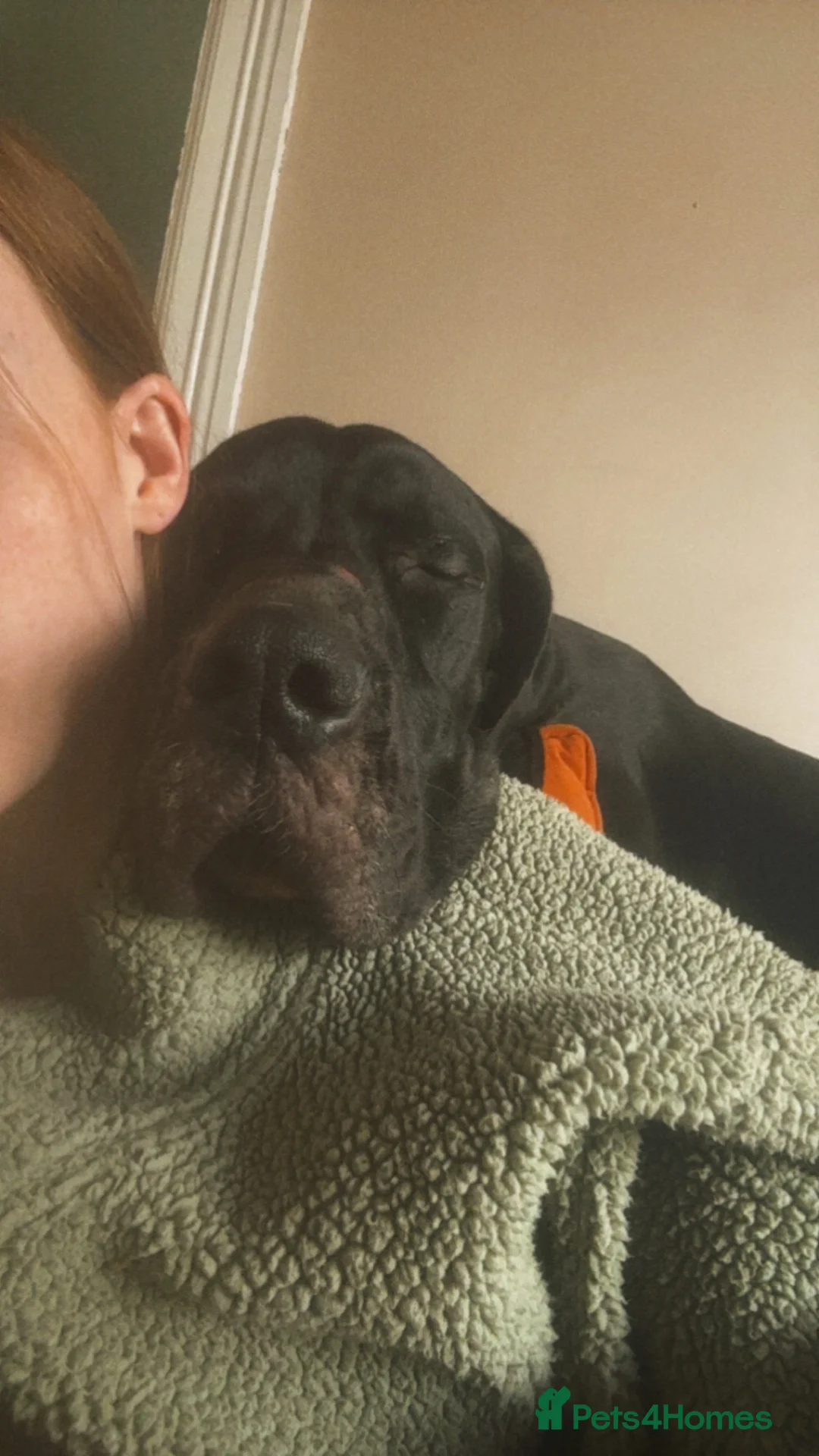 Great Dane dogs for sale: KC registered Great Dane pups due soon. - Advert 7