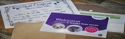 Border Collie dogs for sale: Border Collie Pups - Advert 13