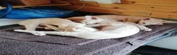 Oriental cats for sale: Beautiful oriental Siamese kitten - Advert 5