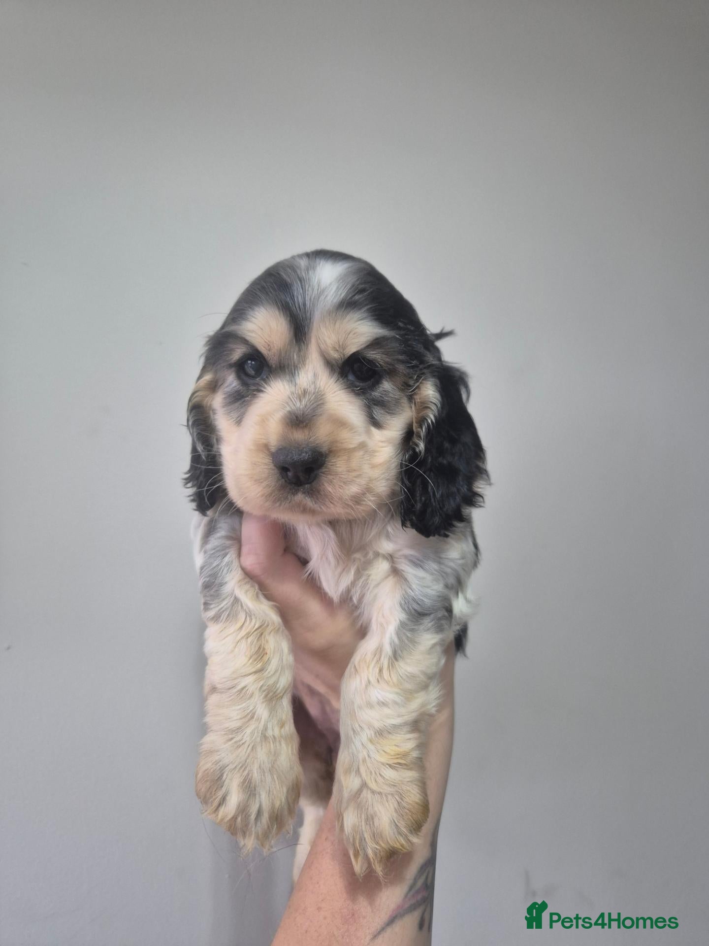 Cocker Spaniel dogs 7 week old Show cocker all girls - Advert 9