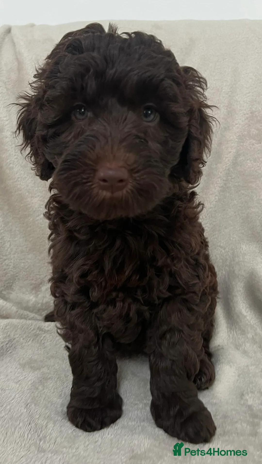 Australian Labradoodle dogs for stud: Australian Labradoodle Stud Dog in Driffield - Advert 8