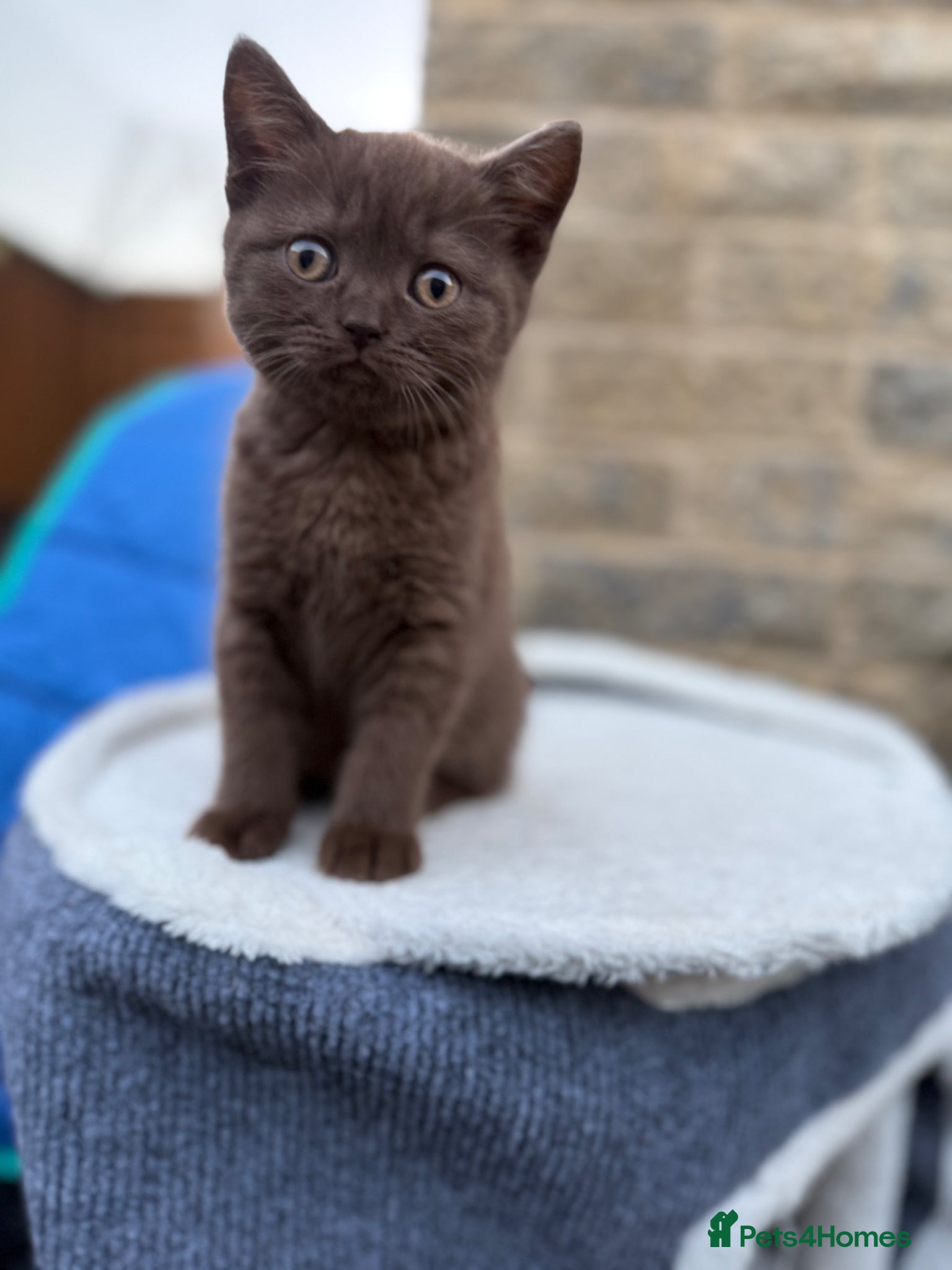 British Shorthair cats british shorthair kittens - Advert 1