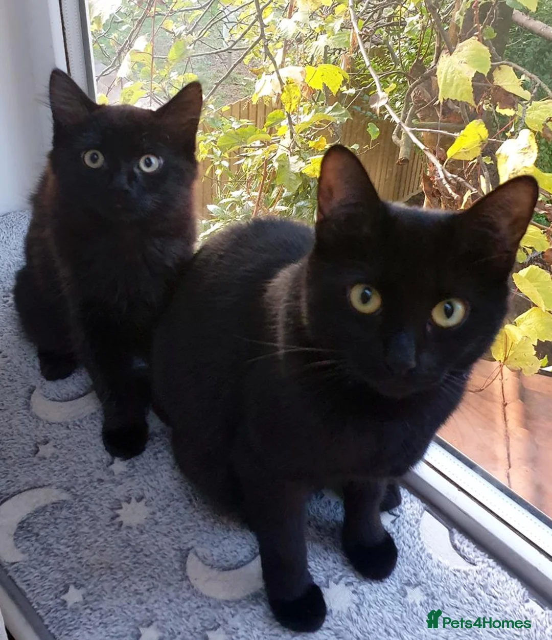 Mixed Breed cats for sale: Chocolate — A Little Fluffy Bundle of Love! - Advert 4