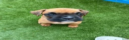 Boxer dogs for sale: Boxers - Advert 11