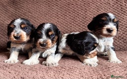 Cocker Spaniel dogs for sale: KC REG SHOW TYPE COCKER SPANIELS  - Image 26