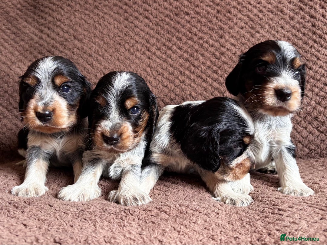 Cocker Spaniel dogs for sale: KC REG SHOW TYPE COCKER SPANIELS  - Image 26