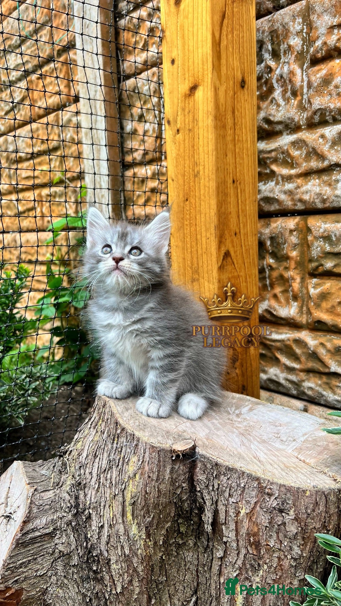 Maine Coon cats TICA registred Maine coon kittens. Rare colours  - Advert 1