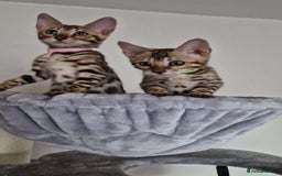 Bengal cats for sale: Last one😍Pure Bengal kittens❤️Ready to go😍 - Image 4