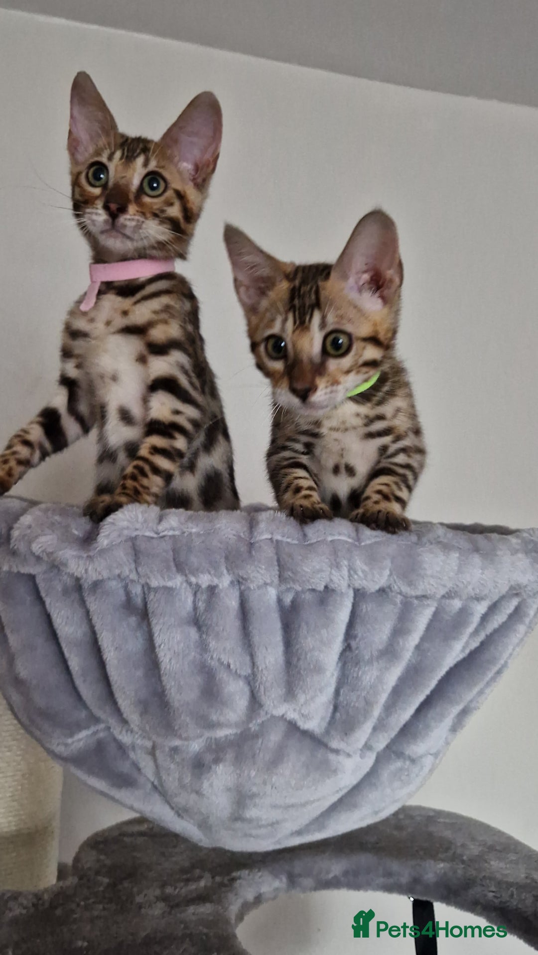 Bengal cats for sale: Last one😍Pure Bengal kittens❤️Ready to go😍 - Image 4