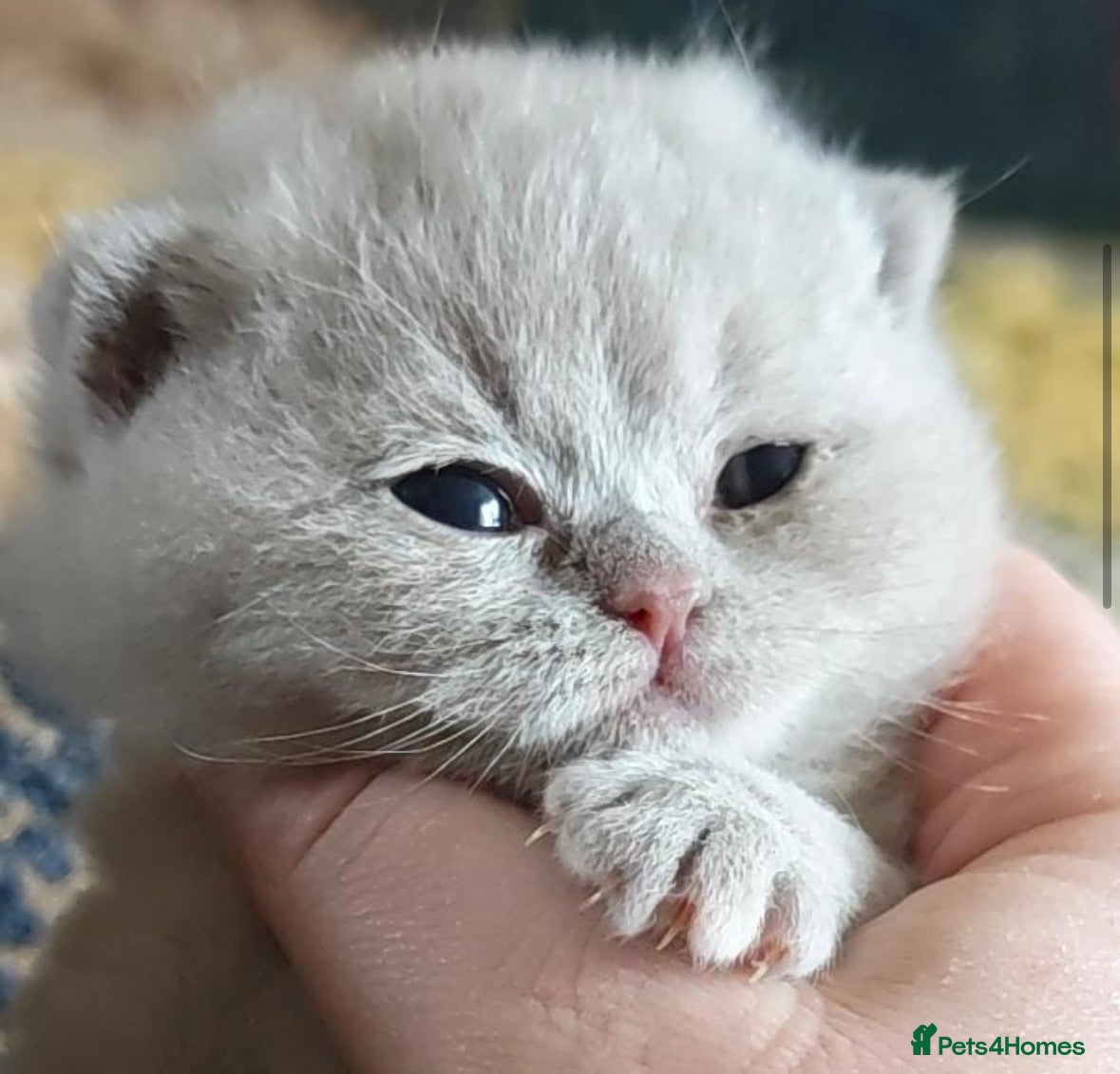 British Shorthair cats TICA CH Parents beautiful BSH boys ( November) - Advert 7