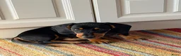 Dachshund dogs for sale: Dachshund pup for sale - Advert 5