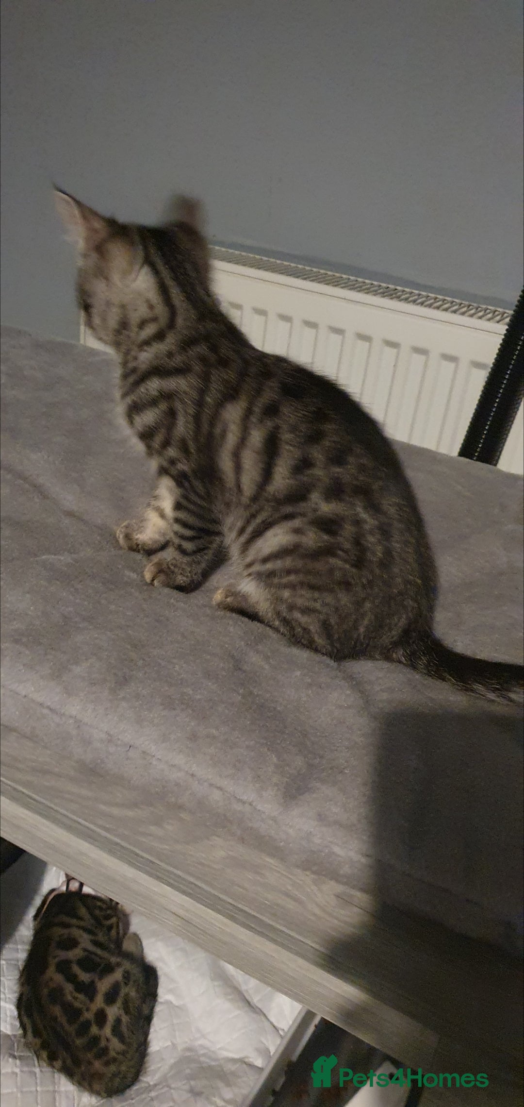 Bengal cats for sale: RARE GREY BENGAL SAVANAH MIXED BOY KITTEN! - Advert 2