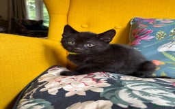 Mixed Breed cats for sale: 6 lovely black kittens looking for new homes - Image 3