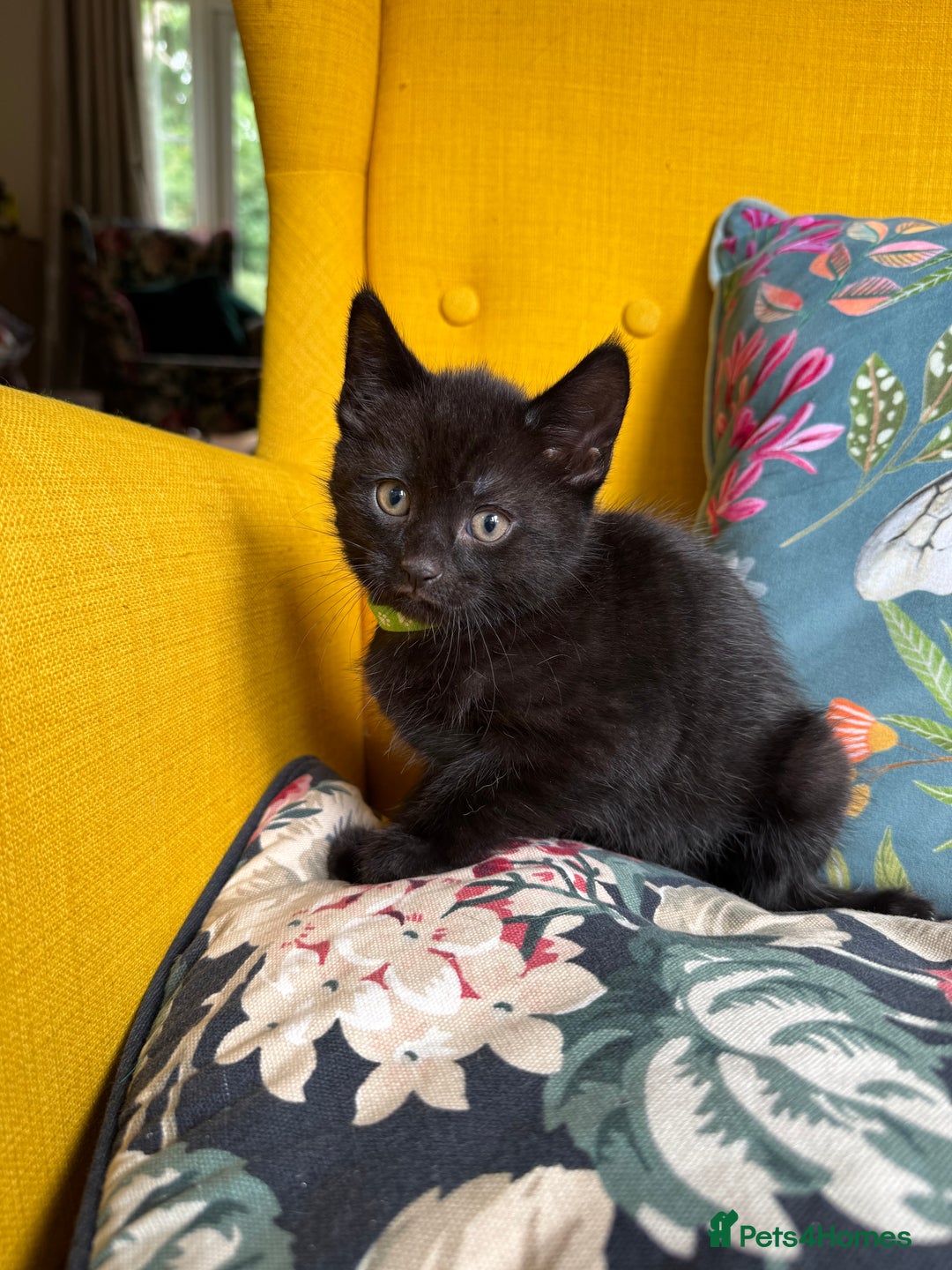 Mixed Breed cats for sale: 6 lovely black kittens looking for new homes - Image 3