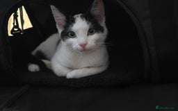 Domestic Shorthair cats for sale: Kitten black and white - Image 6