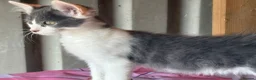 Mixed Breed cats for sale: 2 grey and white boys Ragdoll x - Advert 12
