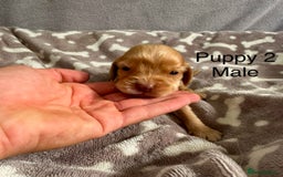 Cocker Spaniel dogs for sale: 🐾⭐️Exceptional ShowType Cocker Spaniel Puppys🐾⭐️ - Image 8