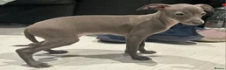 Italian Greyhound dogs for sale: 20 th feb KC reg quality  Just 1 blue boy & girl - Advert 20