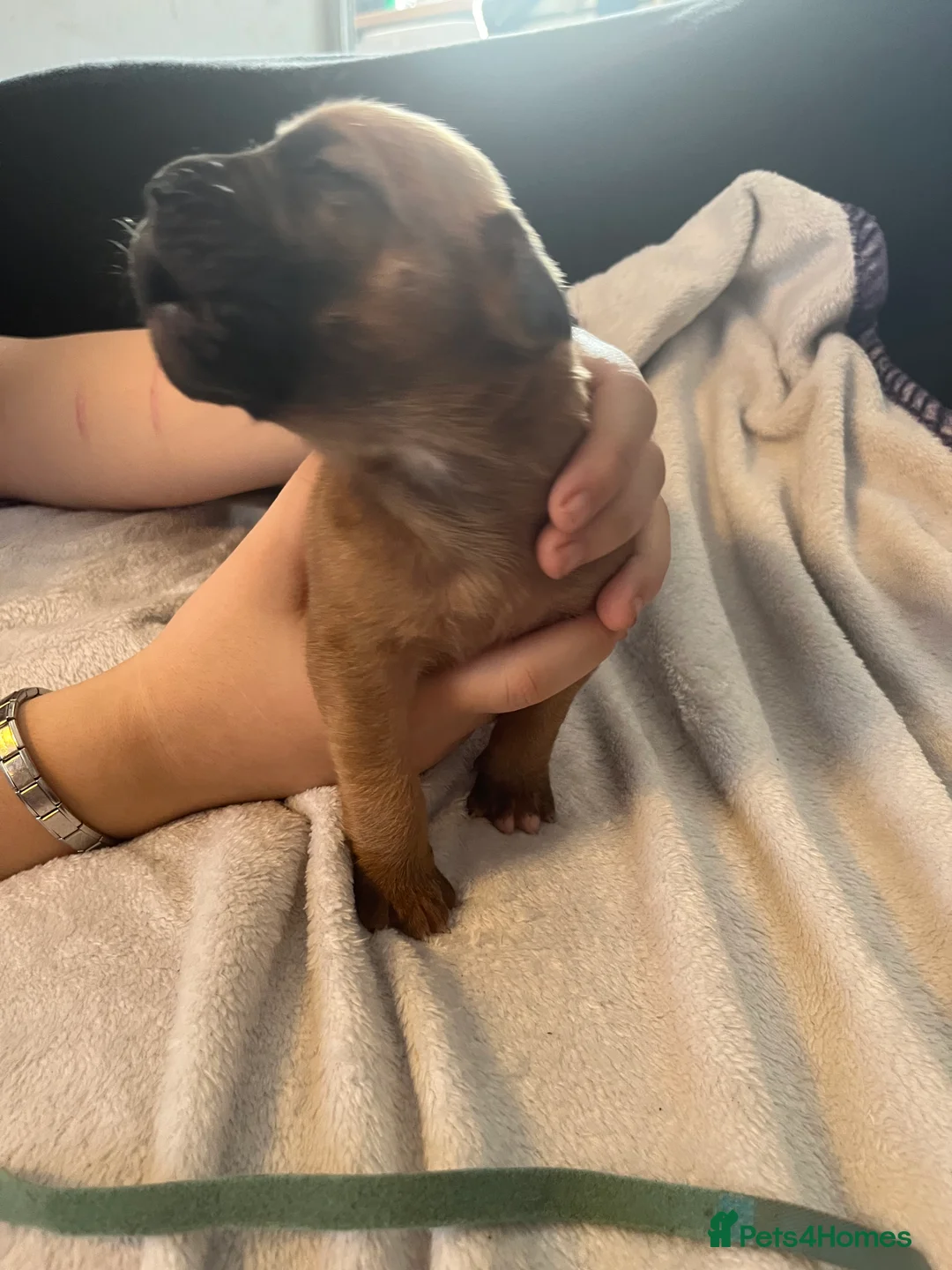 Dogue De Bordeaux dogs for sale: Dogue de Bordeaux puppies - Advert 4