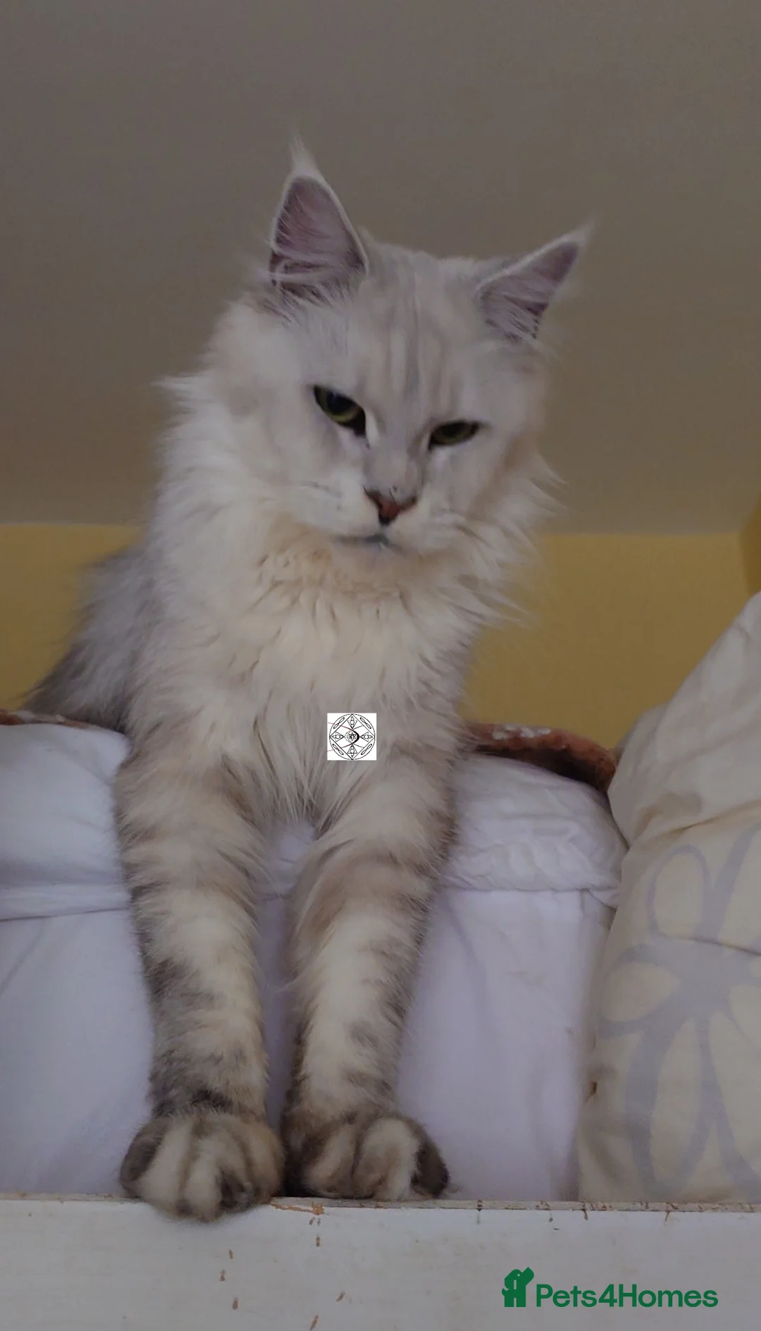 Maine Coon cats for sale: Stunning,spayed silver shaded Queen  - Advert 4