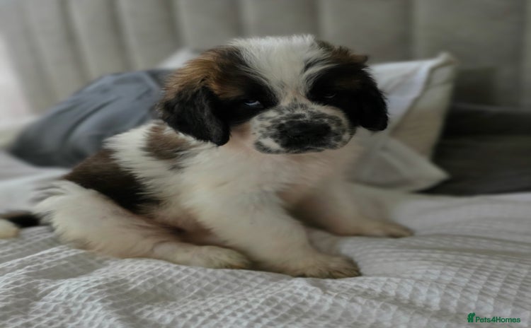 Saint Bernard dogs - Advert 1