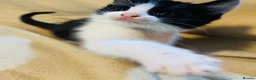 Mixed Breed cats for sale: 2 adorable tuxedo kittens left  - Advert 4