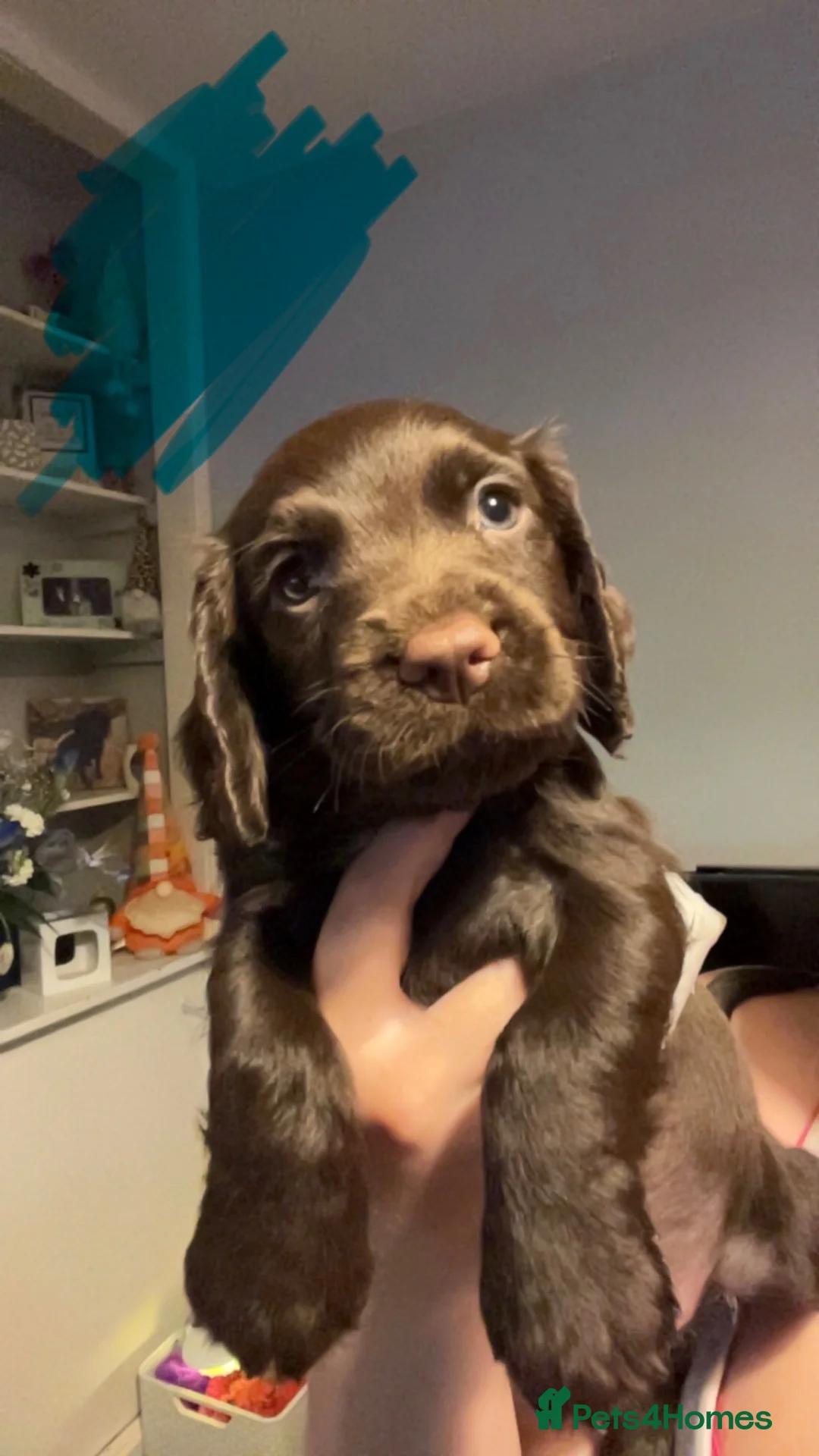 Cocker Spaniel dogs for sale: 4 male cocker spaniels for sale  - Advert 1