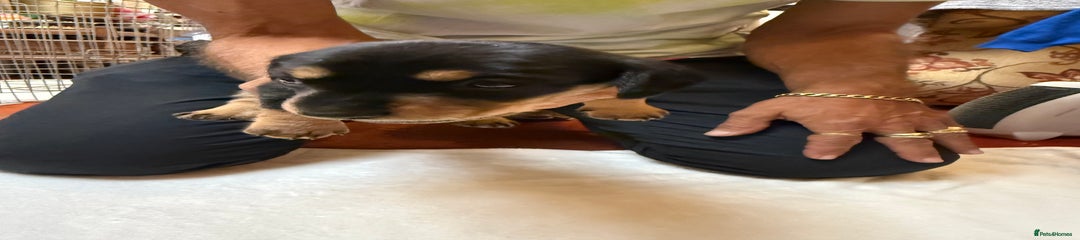 Dachshund male 1