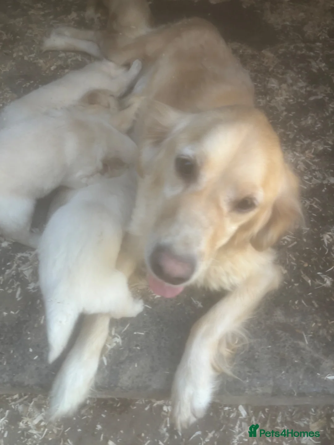 Golden Retriever dogs for sale: Lovley golden retriever puppy’s  - Advert 2