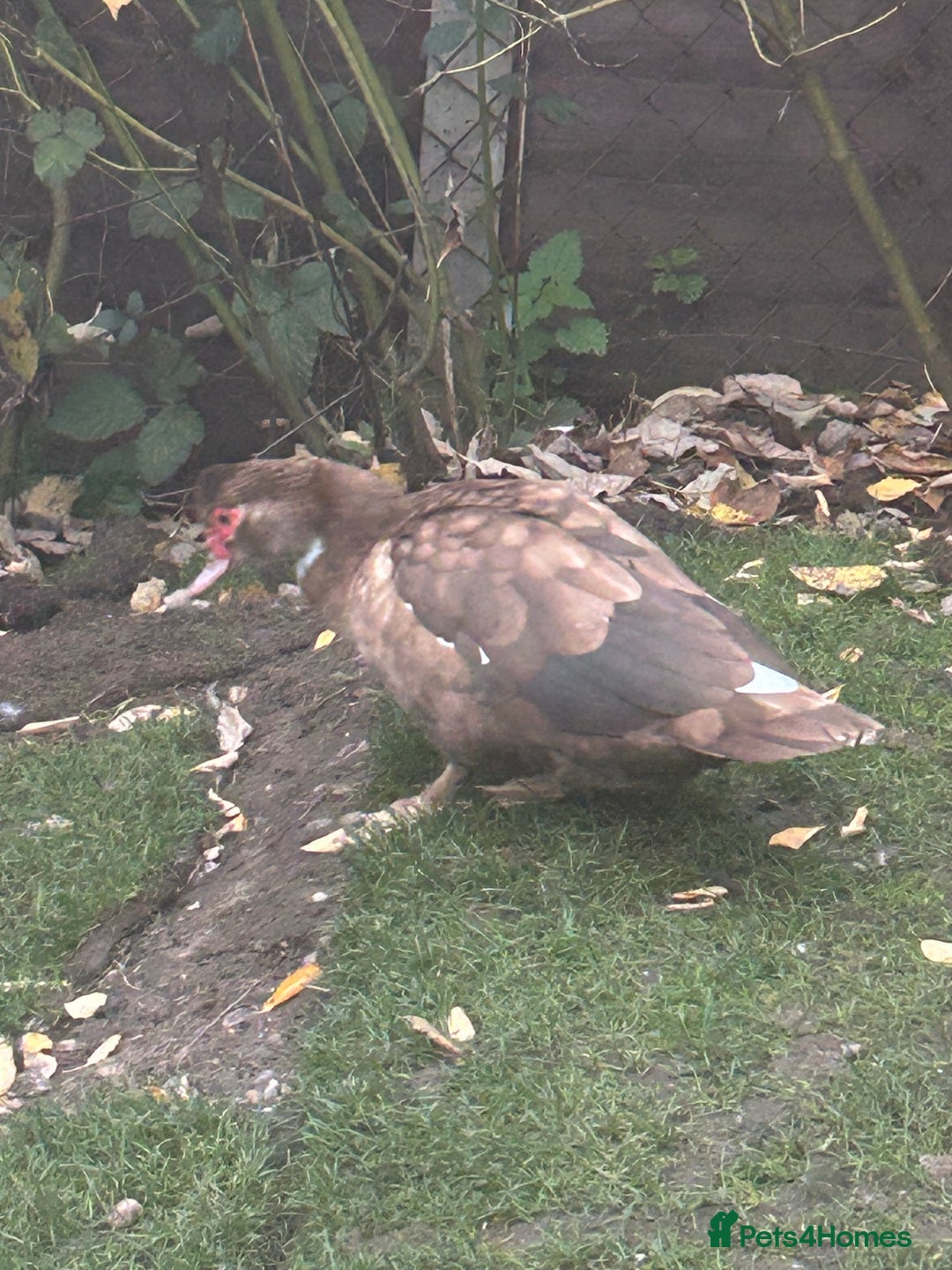 Ducks poultry for sale: 2 females and 2 male ducks for sale  - Advert 8