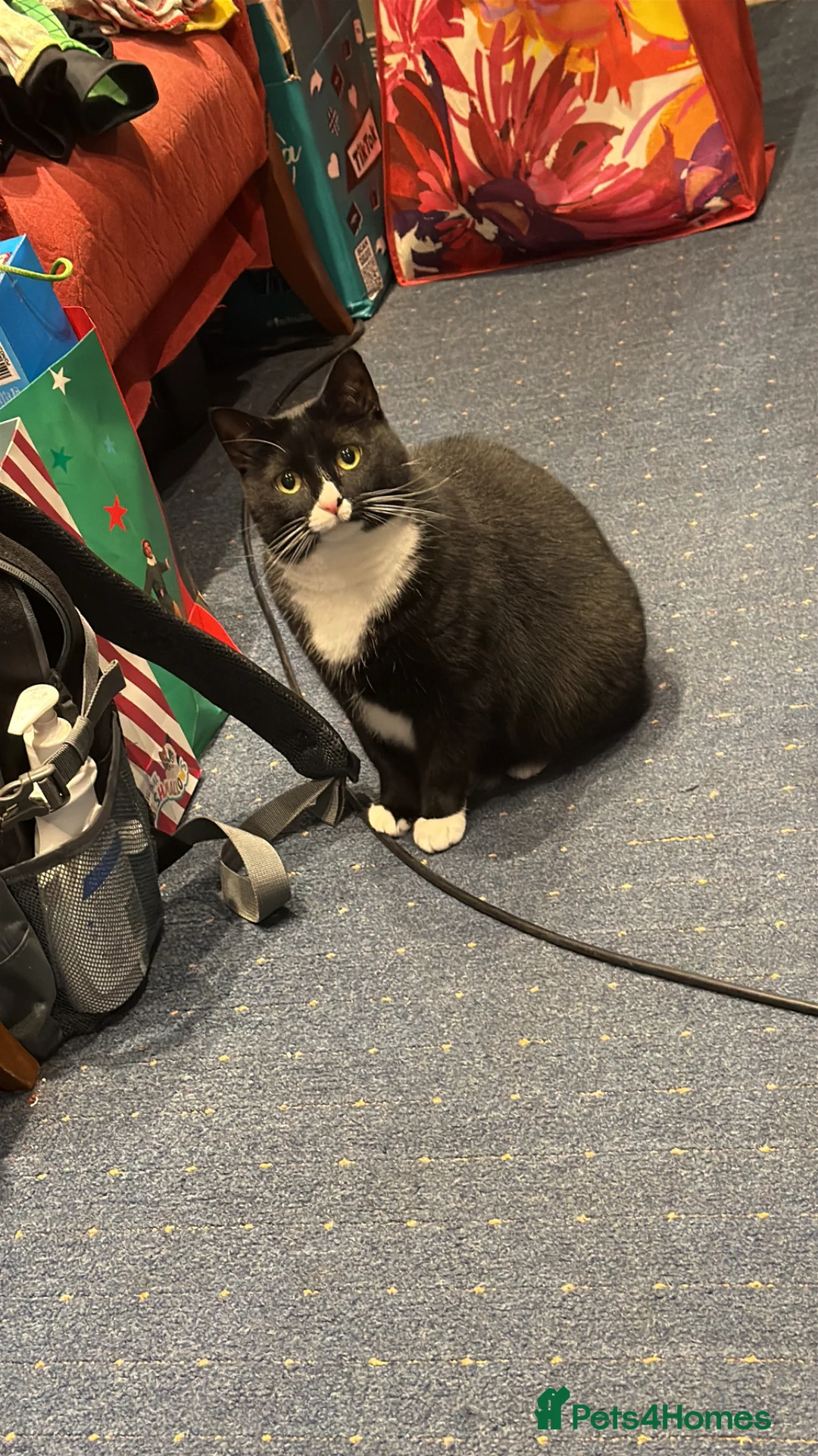 Domestic Shorthair cats for sale: Two shorthair cats for rehoming  - Advert 3