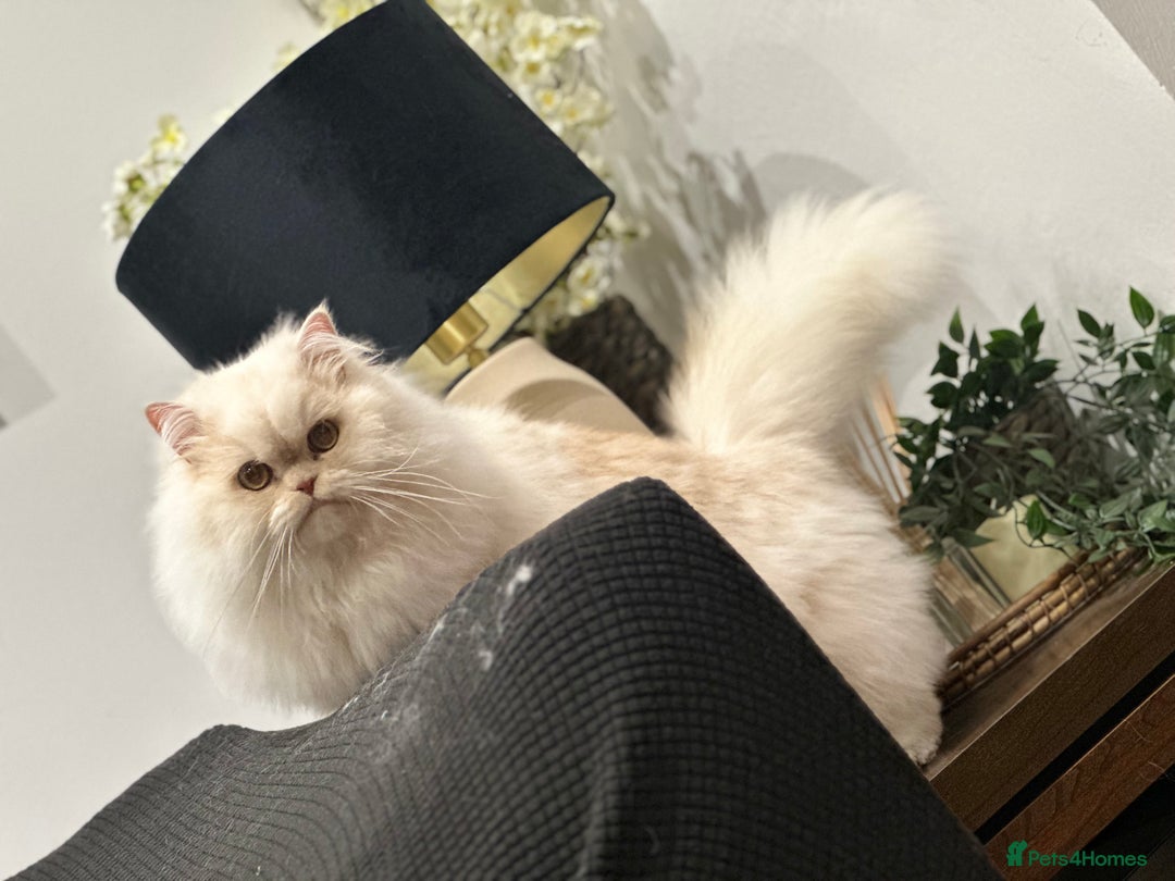 Munchkin cats for sale: Munchkin Persian male cat - Advert 6