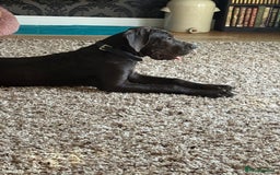 Great Dane dogs for sale: 5 month Great Dane puppy - Image 1