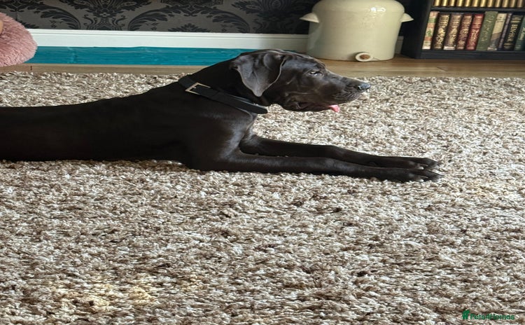 Great Dane dogs - Advert 1