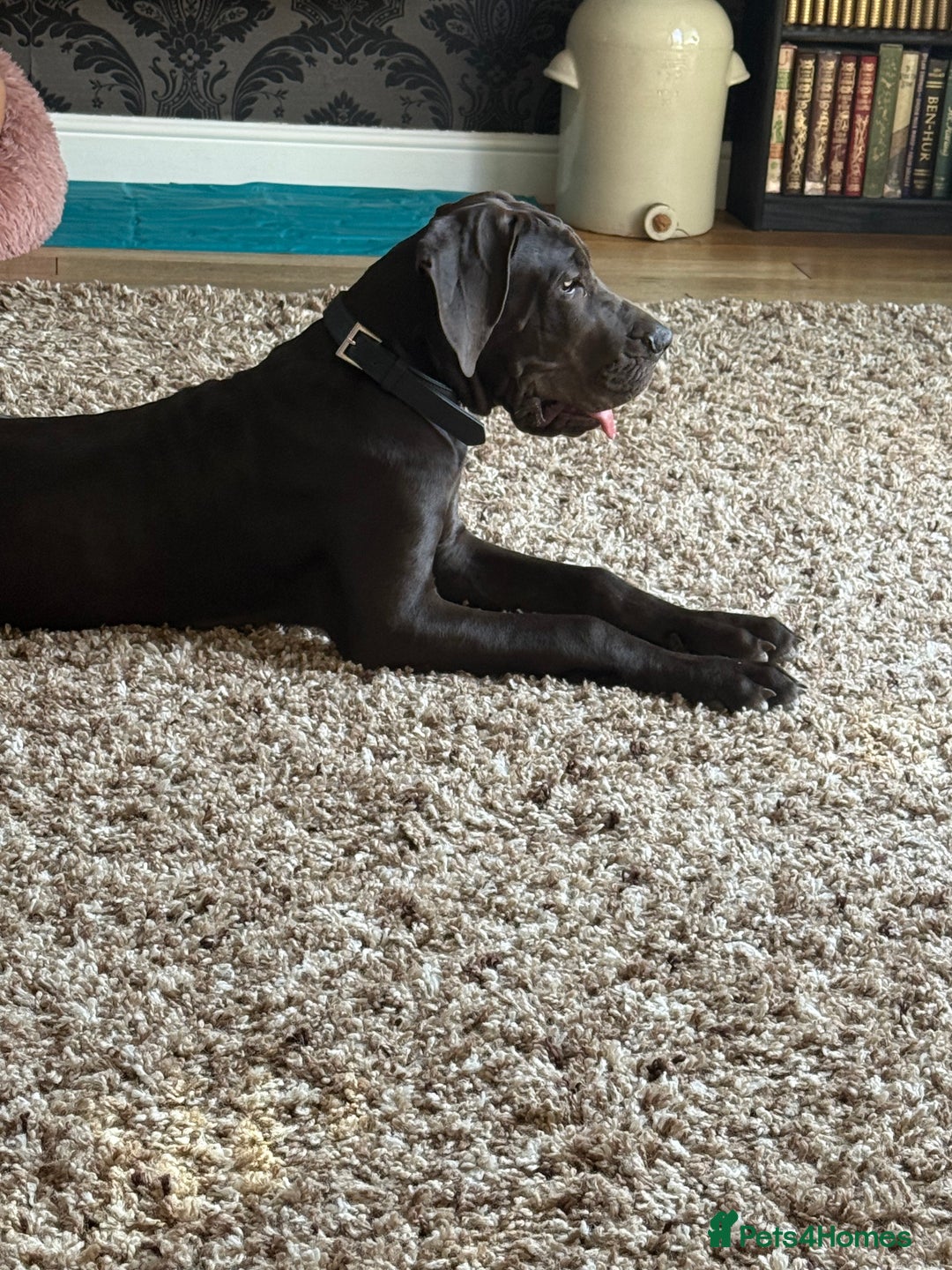 Great Dane dogs for sale: 5 month Great Dane puppy - Image 1