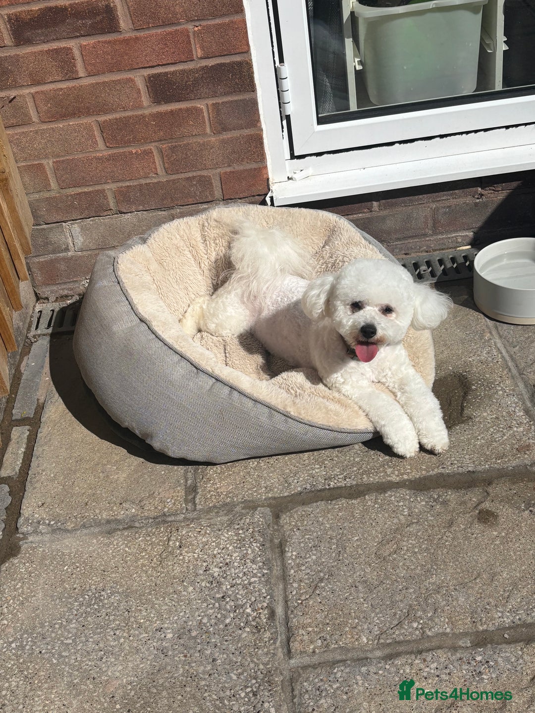 Poochon dogs for sale: Beautiful fluffy puppies  - Advert 3