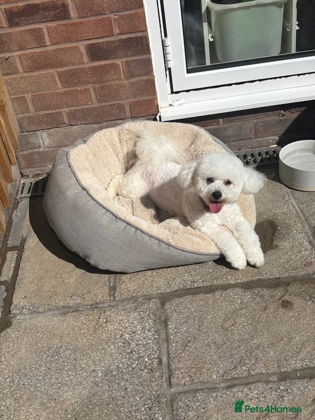 Poochon dogs for sale: One boy remaining - Advert 6