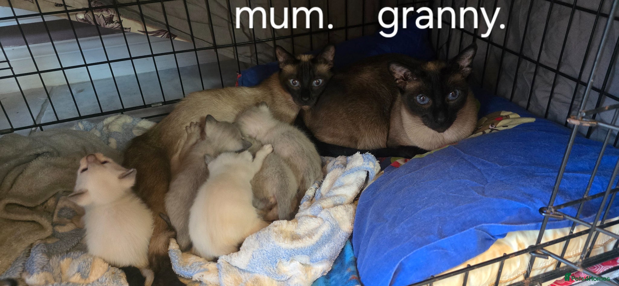 Siamese cats 5 Stunning Siamese Kittens 1girl&3boys available - Advert 7
