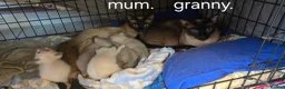 Siamese cats for sale: *female avaliable!* 5 Stunning Siamese Kittens - Advert 20