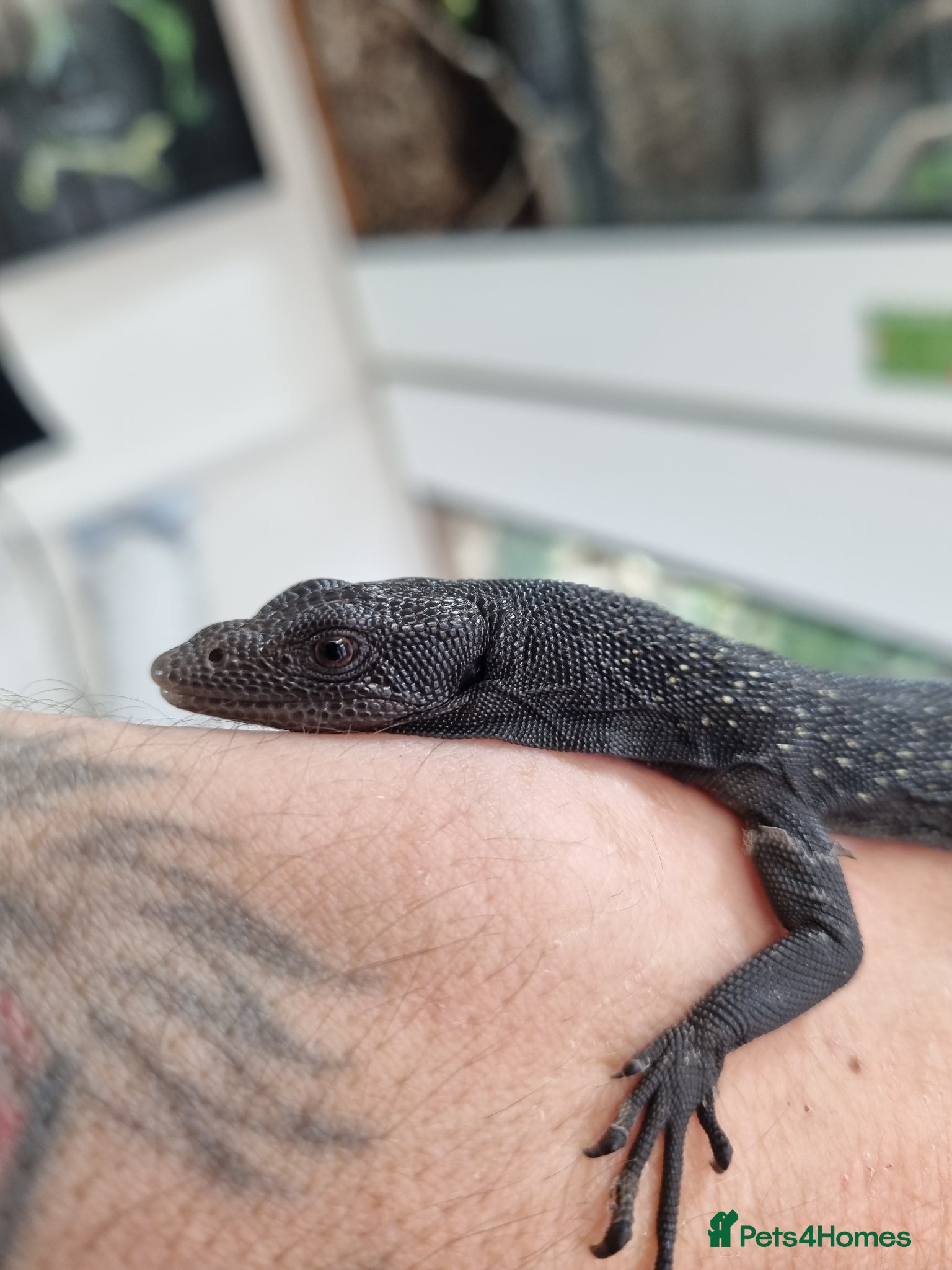 Monitor reptiles Ukcb26 varanus beccarii  - Advert 1
