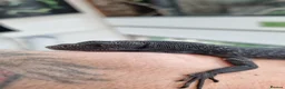 Monitor reptiles for sale: Ukcb26 varanus beccarii  - Advert 1