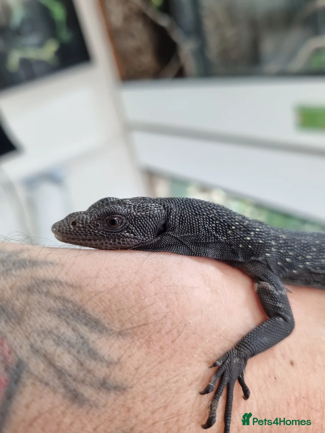 Monitor reptiles for sale: Ukcb26 varanus beccarii  - Advert 1