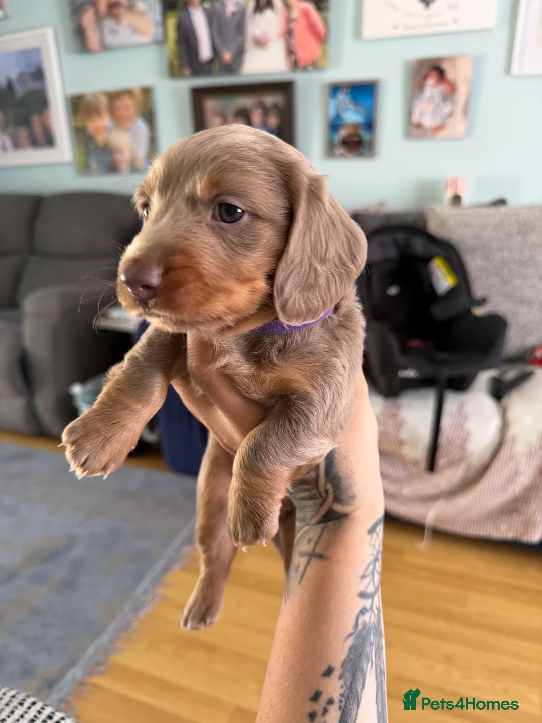Miniature Dachshund dogs for sale:  Long haired miniature dauchund’s  - Advert 2